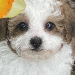 Cavapoos and Poodles from Bright Morning Star Pups
