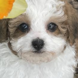 Cavapoos and Poodles from Bright Morning Star Pups