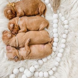 Goldendoodle Puppies from Doodle Love ❤️ Goldendoodle puppies