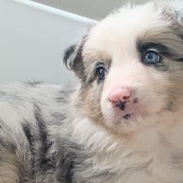 Scout (silver boy) - Border Collie puppy in Jonesboro, Arkansas from Hampton Border Collies
