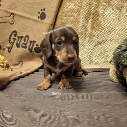 Niesky - 2,200 - Chocolate and tan male Dachshund puppy in Valdosta, Georgia from Flangel Dachshunds