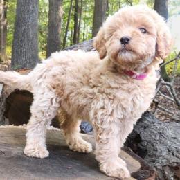 Pink - Cream female Labradoodle puppy in Lexington Park, Maryland from SUNNY SIDE DOODLES