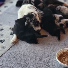 Australian Shepherd Puppies from Summit Australian Shepherds