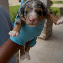 Basil - male Bernedoodle puppy in Richmond, Texas from Harper’s Heartbeats