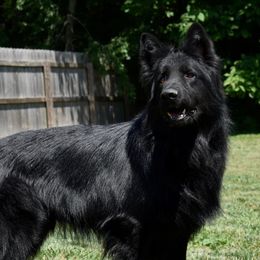 Sakima  - German Shepherd