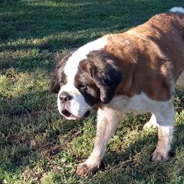 Neapolitan Mastiffs and Saint Bernards from Sapphire