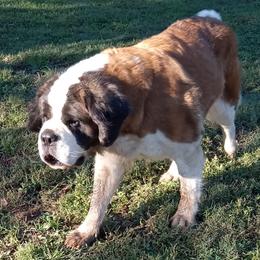 Neapolitan Mastiffs and Saint Bernards from Sapphire