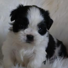 Murphy - Black and white male Shih Tzu puppy in Peoria, Arizona from Shihtzucircusaz