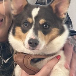 Olive - Pembroke Welsh Corgi
