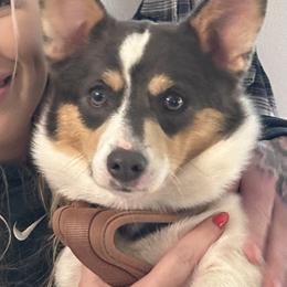 Olive - Pembroke Welsh Corgi