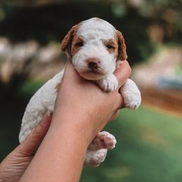 Ozzie - Parti male Goldendoodle puppy in Austin, Texas from Cedarcrest Goldendoodles