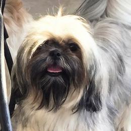 Kyah - Shih Tzu