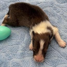 Boy 5 - Sable and white male Shetland Sheepdog puppy in Pensacola, Florida from Nancy Barger's Siberian Huskies