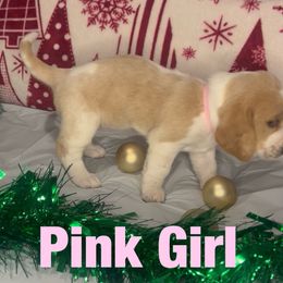 Girl 1 - female Basset Hound puppy in Lexington, Kentucky from Breashae's  Pups