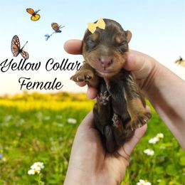 Aussiedoodle, Goldendoodle, and Poodle Puppies from Designer Doodles of South GA