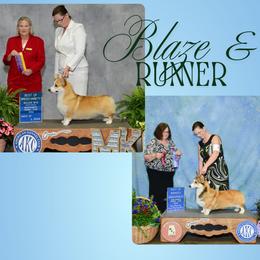 Pembroke Welsh Corgi puppies from Flipside Dogs
