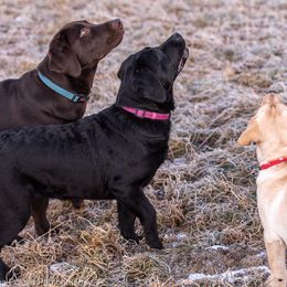 Labrador Retriever Puppies from Bear Bones Labradors