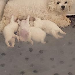 Juliet - Bichon Frise
