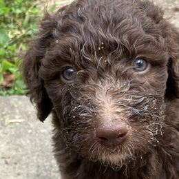Patchi - Bernedoodle puppy in North Carolina from Morteo Bernadoodles