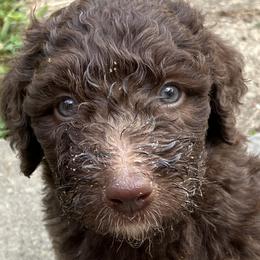 Patchi - Bernedoodle puppy in North Carolina from Morteo Bernadoodles