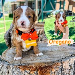 Oregano - Red  male Goldendoodle puppy in West Haven, Utah from Split Mountain Doodles