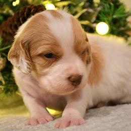 Freya - Orange and white female Brittany puppy in Hollidaysburg, Pennsylvania from Royal Flush Farms