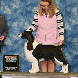 Lil - English Springer Spaniel