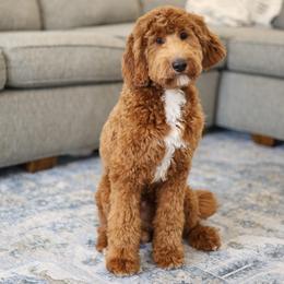 Ford - Goldendoodle