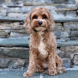 Gidgett - Cockapoo