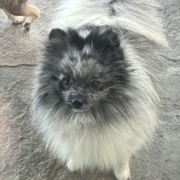 Joker - Pomeranian