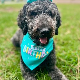 Willow - Goldendoodle