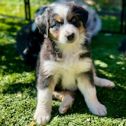 Poppy - Black tri-color female Australian Shepherd puppy in Salinas, California from AA Aussies