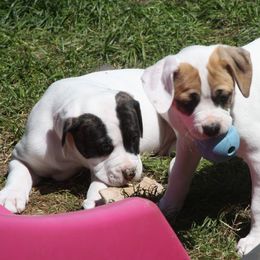 American Bulldog Puppies from Ferocia Kennels