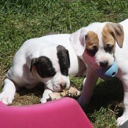 American Bulldog Puppies from Ferocia Kennels