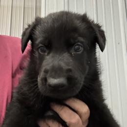 Parker Vom Top Gun - Black male German Shepherd puppy in Great Cacapon, West Virginia from Top Gun Shepherds, LLC