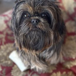 Ursula - Shih Tzu