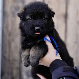 Pepsi Blue - Sable male German Shepherd puppy in Dacula, Georgia from FuryHaus German Shepherds