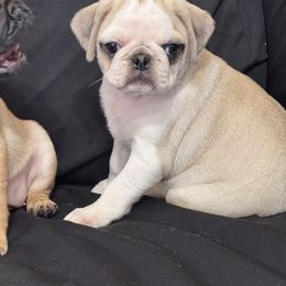Girl 1 - Fawn female Pug puppy in Capac, Michigan from Puddles Palace Puppies