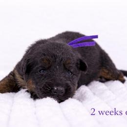 Purple Collar - Black and red female German Shepherd puppy in Plumas Lake, California from Zwinger Vom Greifjäger
