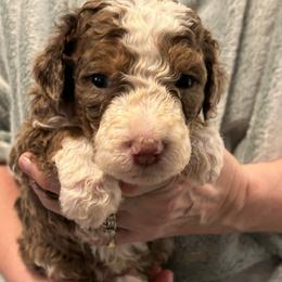 Hershey's - Merle male Bernedoodle puppy in Westminster, South Carolina from Goldendoodlepuppiessc