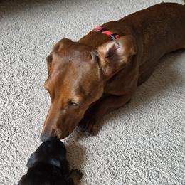 Dachshunds from AB Doxies