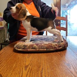 Beagle Puppies from Wilderness Beagles
