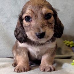 Boy 1 - Cream male Dachshund puppy in Mt. Sterling, Illinois from Doxie Do's