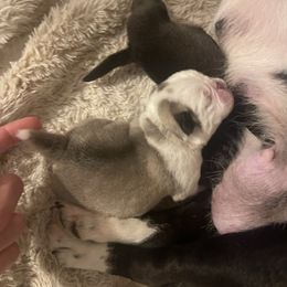 Elsa - Cream female Pug puppy in Placerville, California from Gold Leaf Farm Pugs