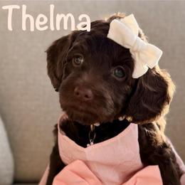 White Collar - Chocolate female Goldendoodle puppy in Blanchard, Oklahoma from Dream Doodles by Dondi