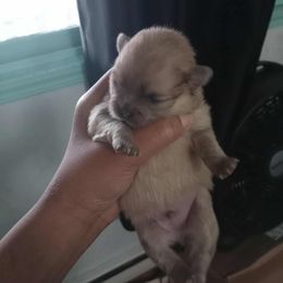 Pomeranian Puppies from Pretty Pampered Poms