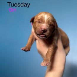 Tuesday - Apricot female Goldendoodle puppy in Suring, Wisconsin from Black Oak Doodles