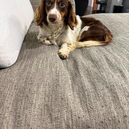 Layla - Piebald female Dachshund puppy in Mountain Home, Arkansas from Furry Friends Kennel