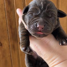 Zuma - Chocolate male Labrador Retriever puppy in Tomahawk, Wisconsin from Mahner Labs
