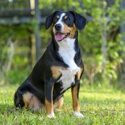 Entlebucher Mountain Dogs from Entles Edge Entlebucher Mountain Dogs, LLC
